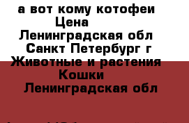 а вот кому котофеи › Цена ­ 500 - Ленинградская обл., Санкт-Петербург г. Животные и растения » Кошки   . Ленинградская обл.